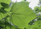 Catalpa bignonioides. Лист (абаксиальная поверхность) и плоды. Москва, ГБС РАН, дендрарий. 31.08.2021.