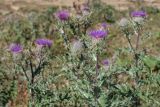 Cirsium pugnax