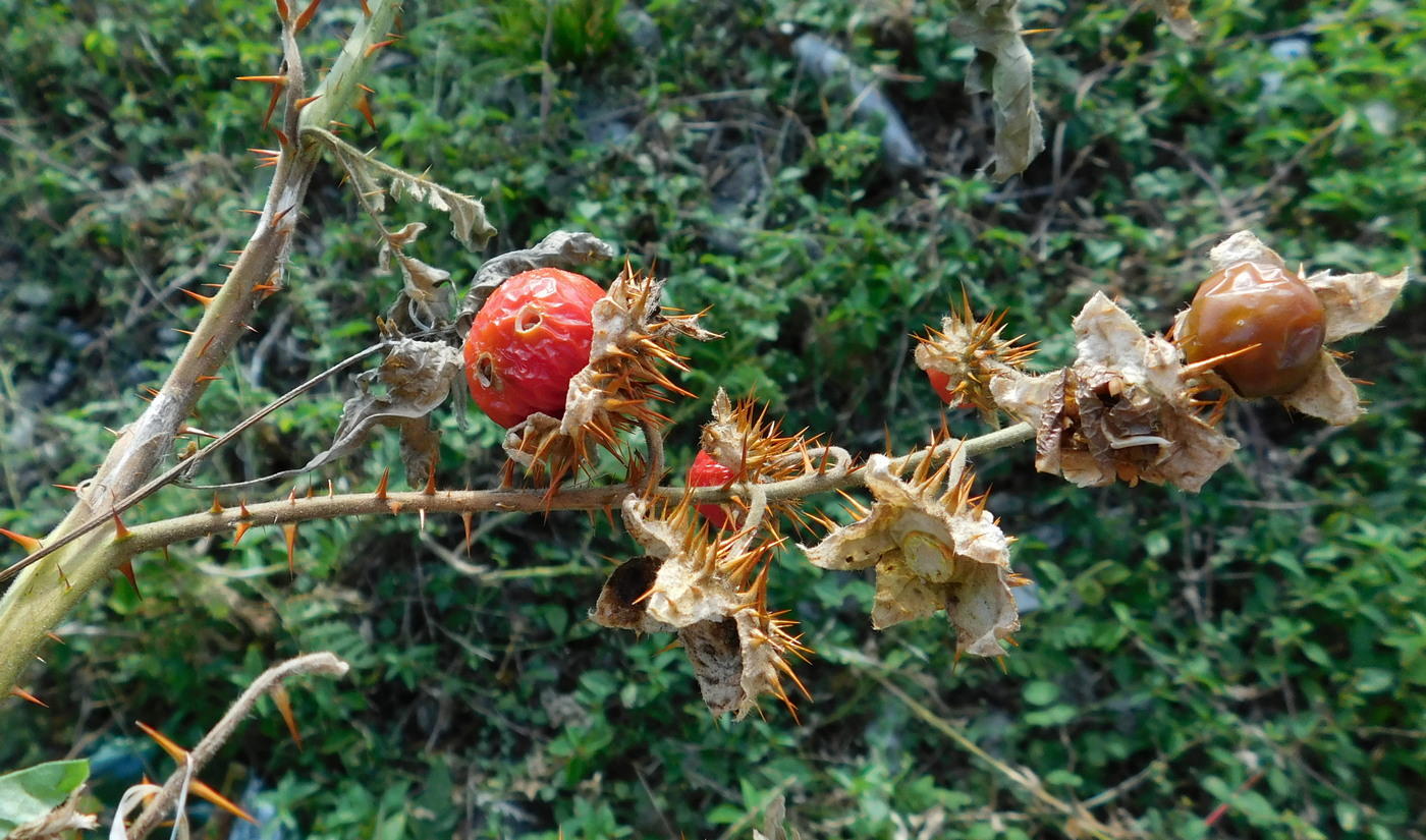 Изображение особи Solanum carolinense.