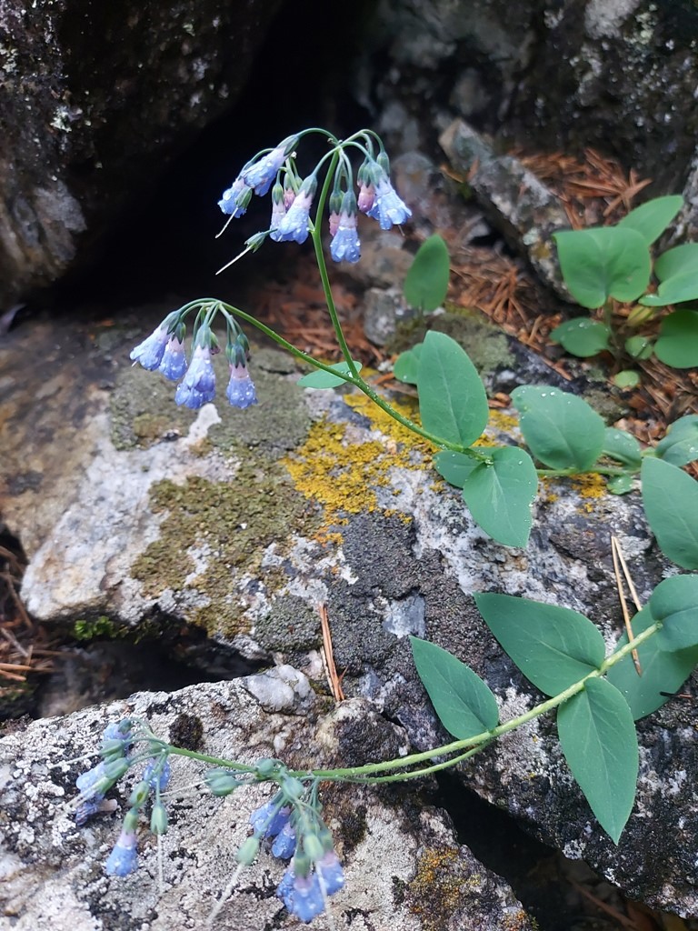 Изображение особи Mertensia serrulata.