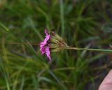 Dianthus ruprechtii