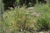 Hordeum leporinum