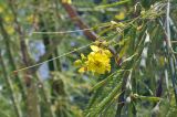 Parkinsonia aculeata