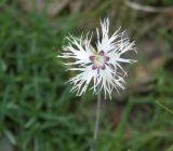 Dianthus arenarius