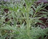 Artemisia sieversiana