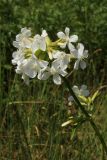 Saponaria officinalis