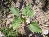 Cyclachaena xanthiifolia. Молодое растение. Курская обл., г. Железногорск, пустырь. 11 июля 2007 г.