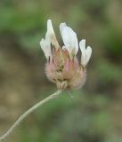 Astragalus arkalycensis. Соцветие. Казахстан, Карагандинская обл., мелкосопочник. 14.05.2011.