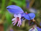 Polygala serpyllifolia. Цветок. Нидерланды, провинция Drenthe, окрестности населённого пункта Havelte, влажная луговина. 24 мая 2009 г.