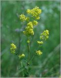 Galium verum. Верхушка цветущего растения. Чувашия, окр. г. Шумерля, Кумашкинский заказник, Соколова поляна. 20 июня 2012 г.