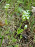 Valerianella locusta. Верхушка цветущего растения. Краснодарский край, станица Шкуринская, пустыри. 08.05.2009.