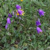 Campanula collina