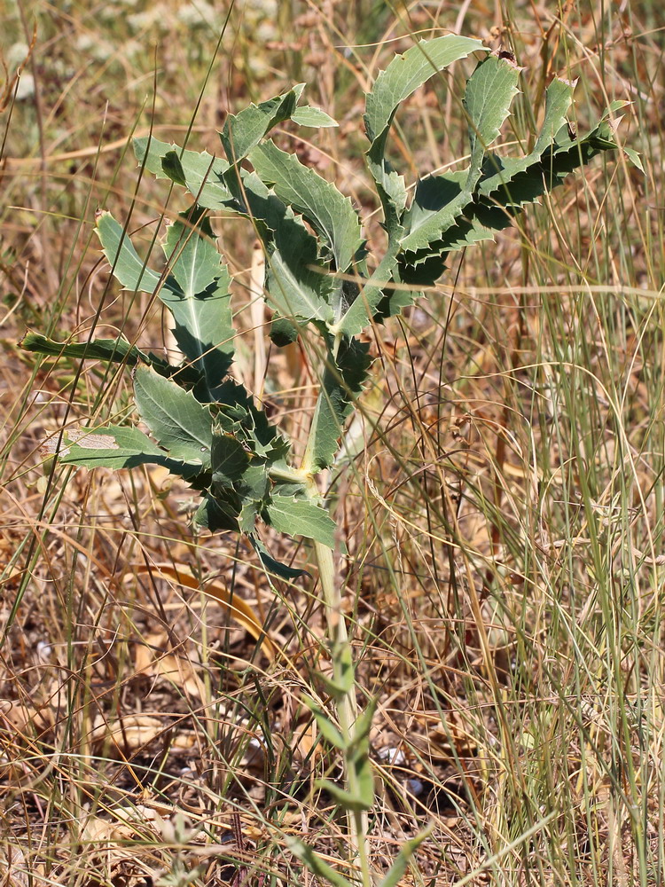 Синеголовник полевой (Eryngium campestre)