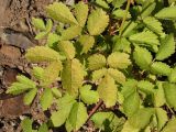 Astilbe chinensis