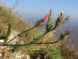 Convolvulus cantabrica