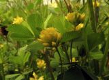 Trifolium campestre