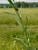 Dianthus fischeri