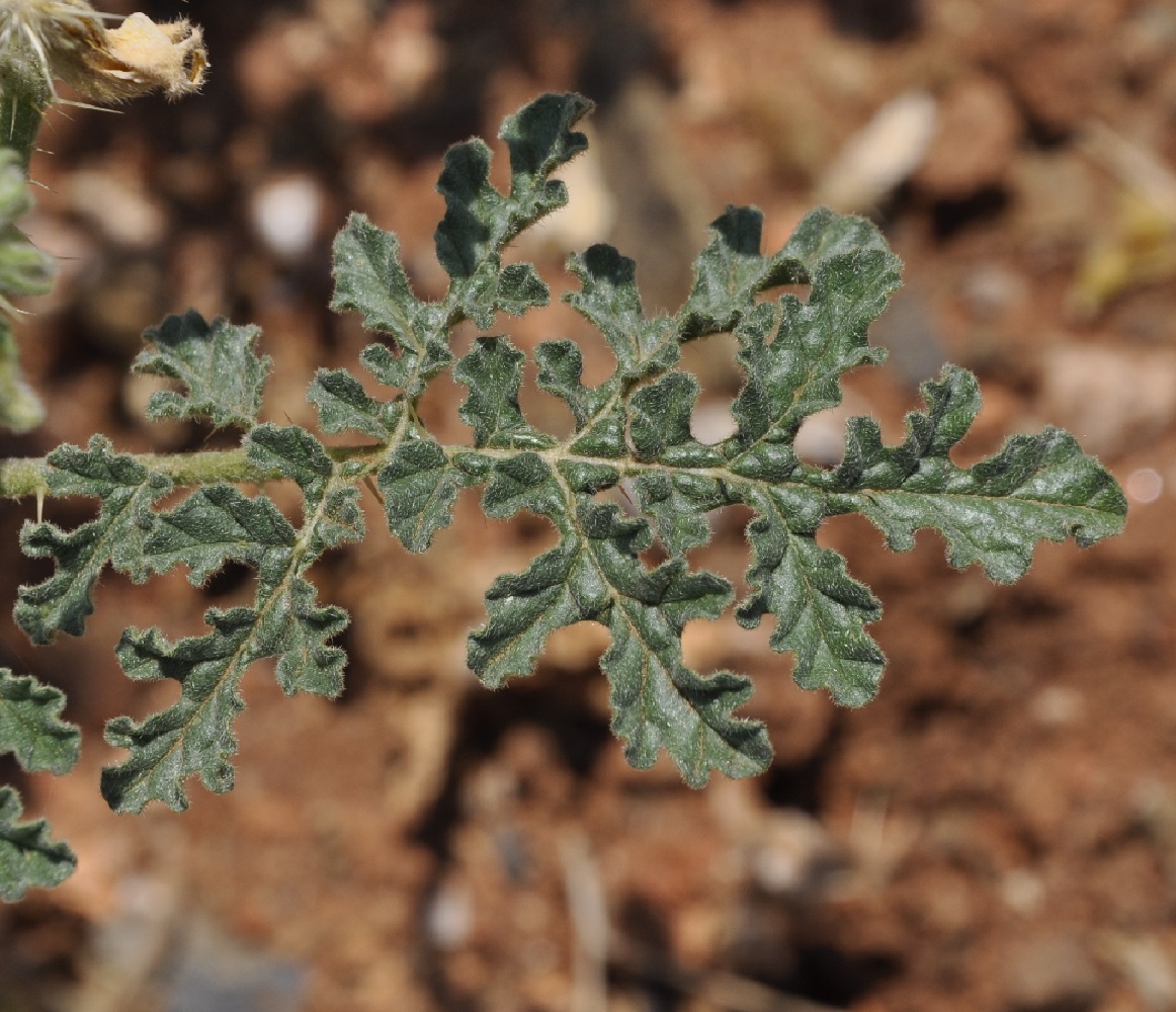 Изображение особи Solanum cornutum.