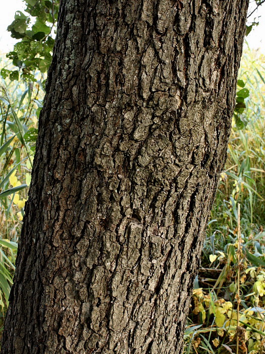 Изображение особи Alnus glutinosa.