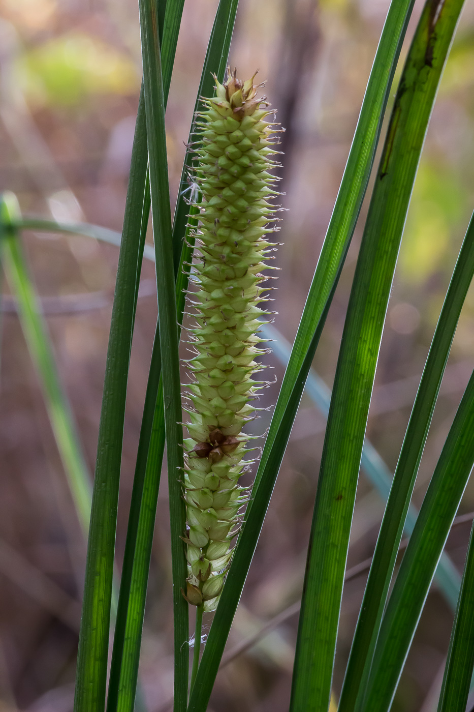 Изображение особи Carex rostrata.