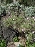 Erysimum caboverdeanum. Цветущее растение. Испания, Канарские о-ва, Гран Канария, муниципалитет Santa Brígida, Tafira Baja, ботанический сад Jardín Botánico Canario Viera y Clavijo, в культуре. 28 февраля 2010 г.