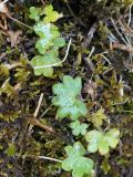 Saxifraga sibirica. Листья. Кыргызстан, Нарынская обл., левый берег р. Нарын, долина руч. Кутонгоч. 23.06.2015.