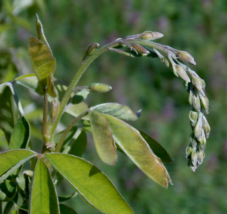 Изображение особи Laburnum anagyroides.