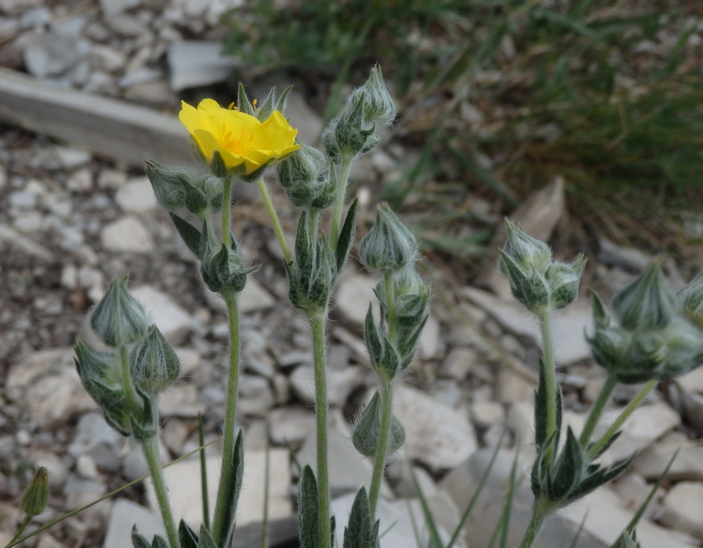 Изображение особи Potentilla callieri.