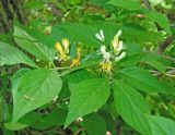 Lonicera ruprechtiana. Верхушка веточки с соцветиями. Владивосток, Ботанический сад-институт ДВО РАН. 22 мая 2016 г.