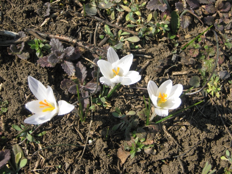 Изображение особи Crocus reticulatus.