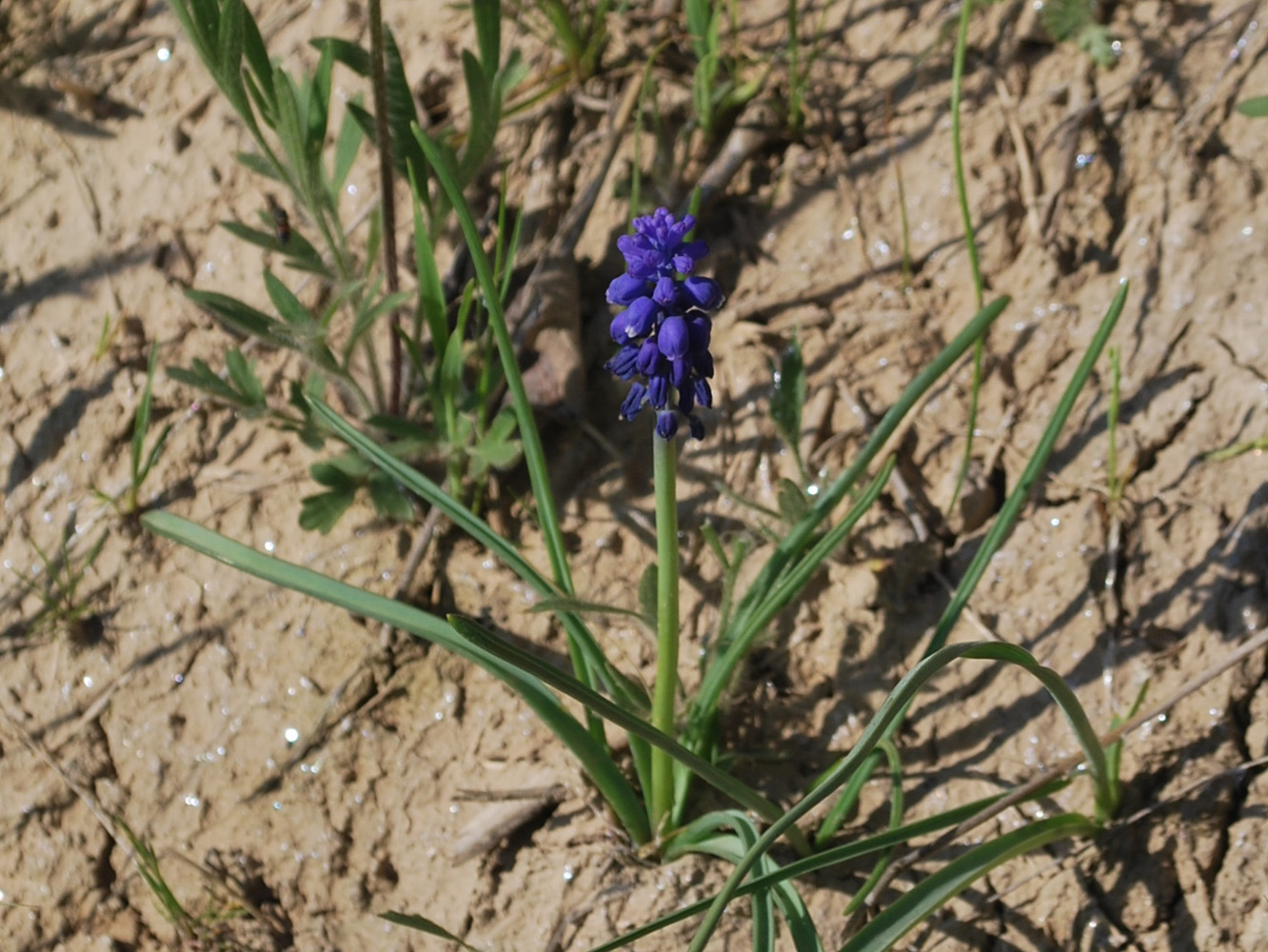 Изображение особи Muscari leucostomum.