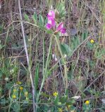 Vicia sativa