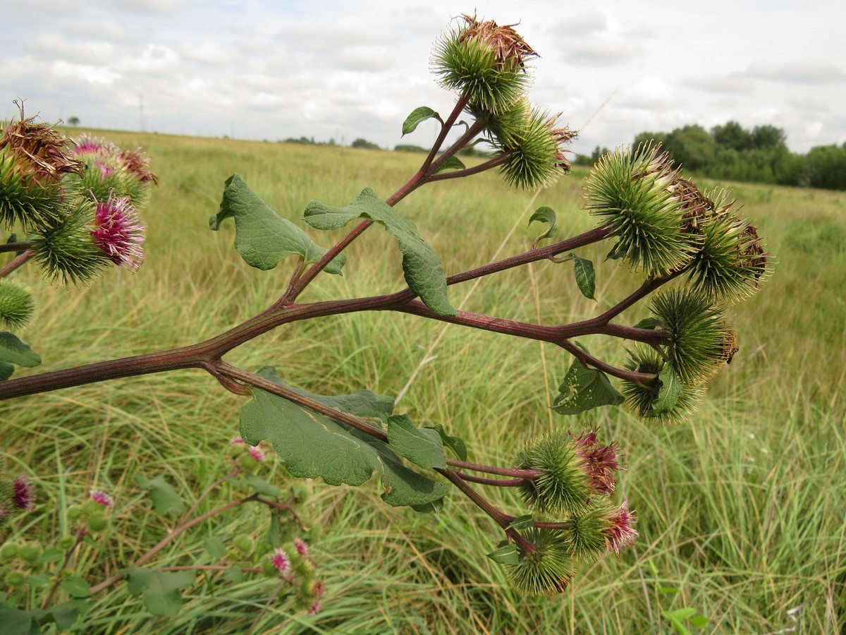 Изображение особи Arctium lappa.