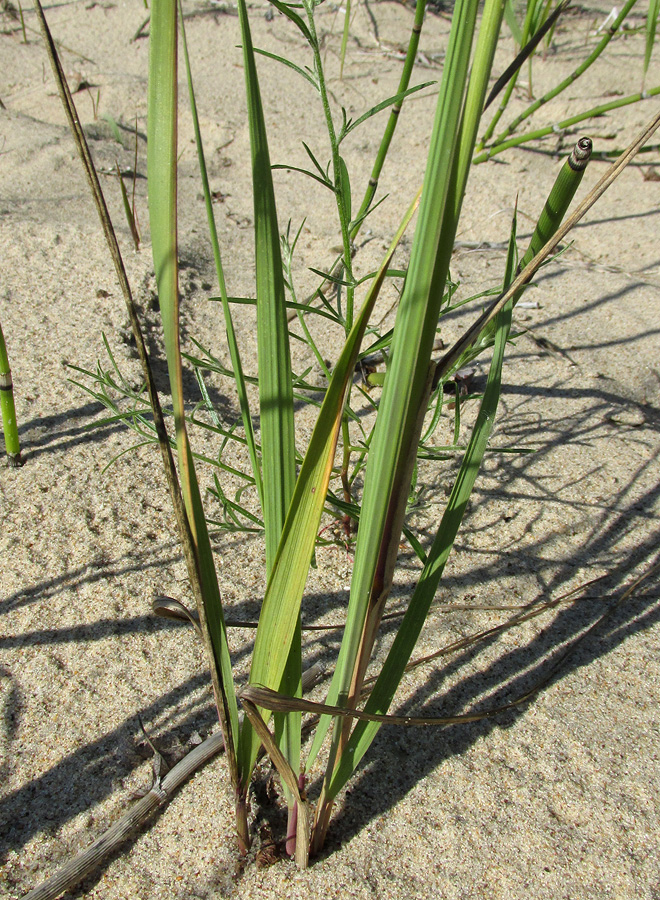 Изображение особи Calamagrostis epigeios.