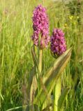 Dactylorhiza incarnata