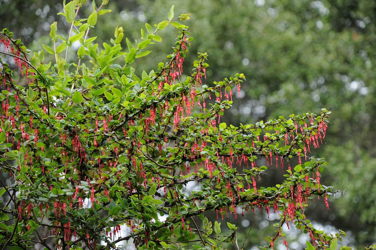 Изображение особи Ribes speciosum.