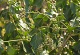 Hedera helix