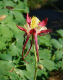 Aquilegia coerulea