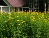 Heliopsis helianthoides подвид scabra. Верхушки цветущих растений. Восточный Казахстан, г. Усть-Каменогорск, Архитектурно-ландшафтный музей-заповедник, в культуре. 25.06.2017.