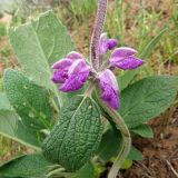 Phlomis betonicifolia. Часть побега с соцветием. Таджикистан, Хатлонская обл., окр. с. Ганджина, красноцветные песчаники. 22.04.2017.