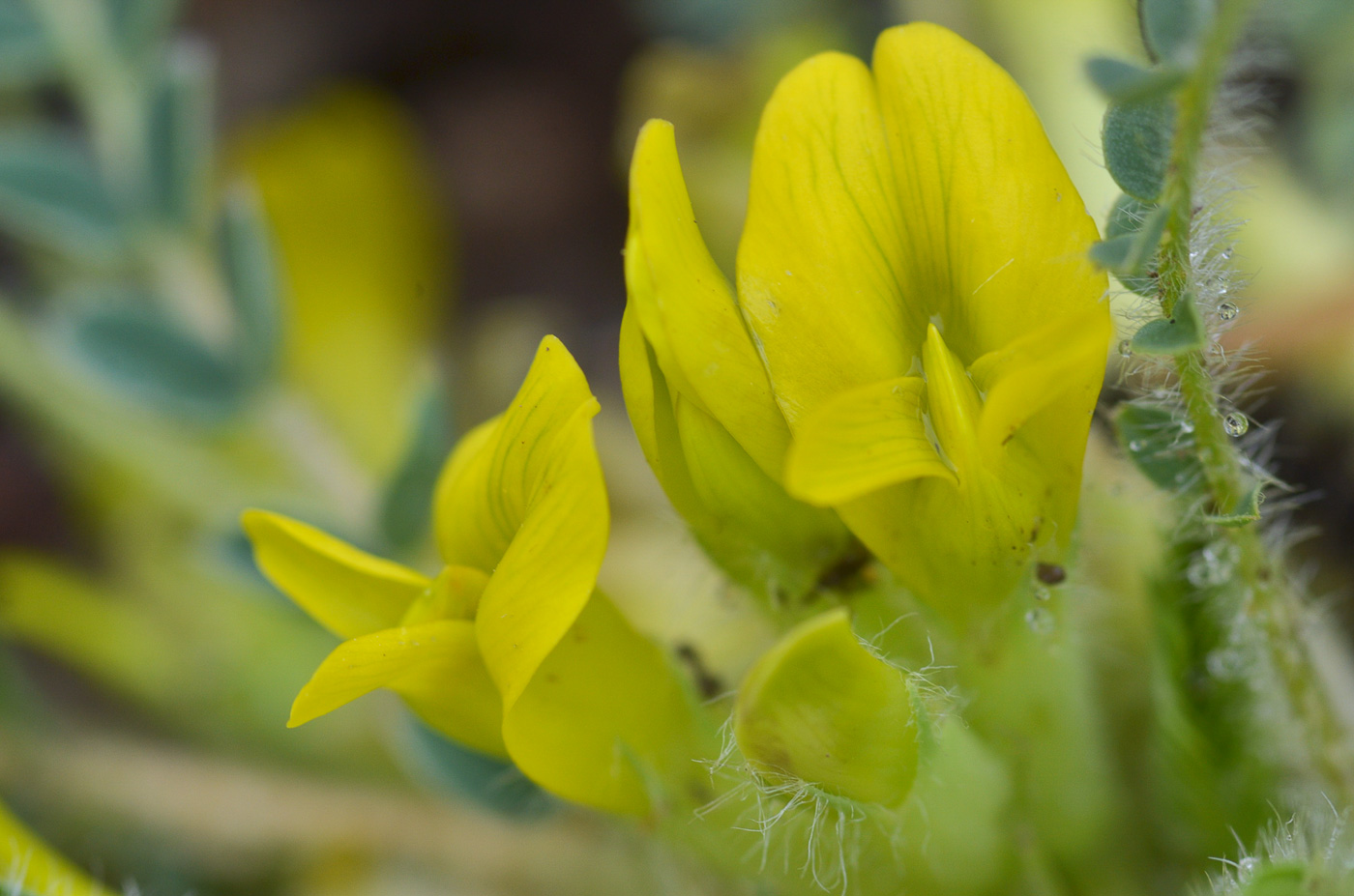 Изображение особи род Astragalus.