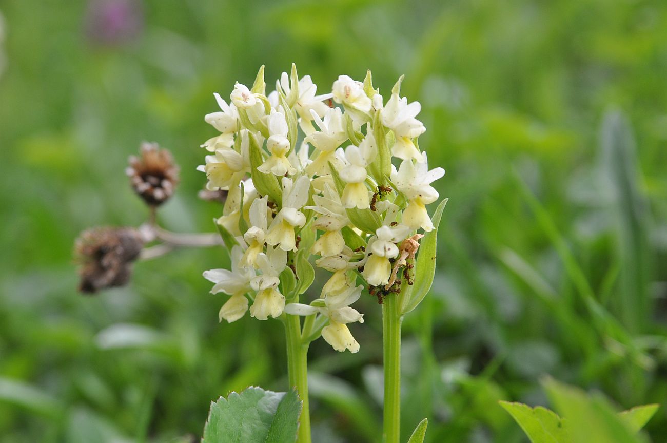 Изображение особи Dactylorhiza romana ssp. georgica.