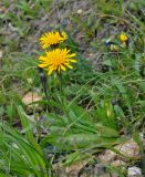 Crepis chrysantha