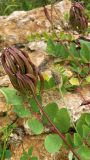 Astragalus glycyphyllos