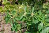 Euphorbia heterophylla