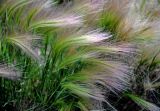 Hordeum jubatum