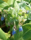 Mertensia maritima