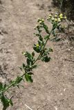 Erigeron khorassanicus