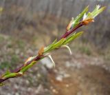 Salix rorida. Верхушка побега с распускающимися листьями. Магаданская обл., окр. г. Магадан, сопка возле города, ивняк вдоль ручья. 20.05.2019.