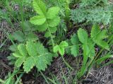 Agrimonia eupatoria